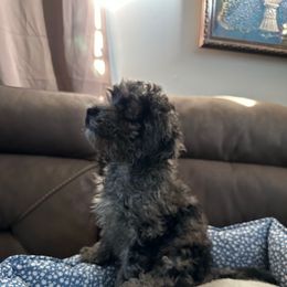 Boy 3 - Merle male Cockapoo puppy in California from Central Valley Scotties