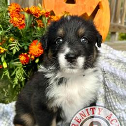 Grey Collar - Black tri-color female Australian Shepherd puppy in Winston Salem, North Carolina from Serenity Acres Aussies