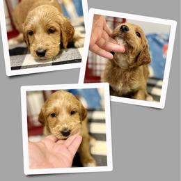 Sweetie - Apricot female Irish Doodle puppy in Bluefield, Virginia from Love on a Leash