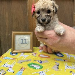 Cavapoo and Cockapoo Puppies from WoodHaven Pups MN