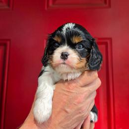 AKC Winston - Tri-color male Cavalier King Charles Spaniel puppy in Bonney Lake, Washington from House of Happy Cavaliers