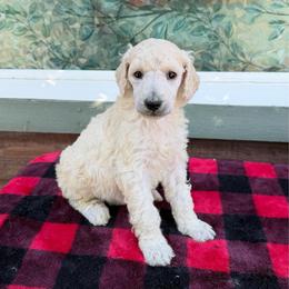 Ash - White male Poodle puppy in Roseville, California from Aura & Luxe Poodles