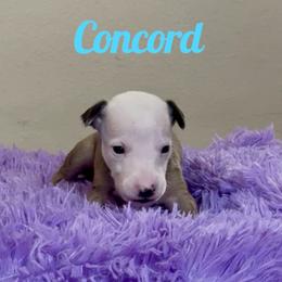 Boy 1 - Fawn brindle male Whippet puppy in Brooksville, Florida from Phasion Whippets Kimberly & Paul Norton Sr.