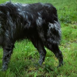 Drax - Australian Shepherd