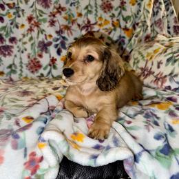 Luke AKC Cream - Cream male Dachshund puppy in Magnolia, Texas from J&R Macias Dachshunds