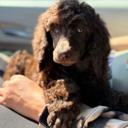 Buzz (Service Dog Prospect) - Brown male Poodle puppy in Spring Hills, Florida from The Olympus Standard Poodle