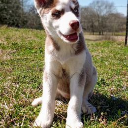 Siberian Husky Puppies from Texas Siberian Husky Kennels