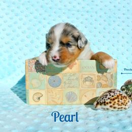 PreciousGem Minis breeder of Miniature American Shepherd