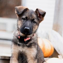 German Shepherds from Rennwood German Shepherds