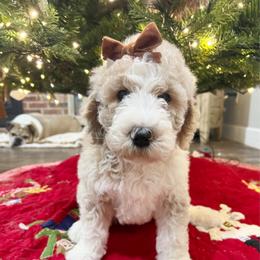Michonne - Tri-color female Australian Labradoodle puppy in Leonard, Texas from Laird Farms