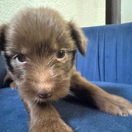 Twix - Chocolate male Chinese Crested puppy in Crook, Colorado from Colorado Cresteds