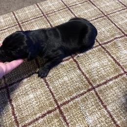 Male - Black male German Shorthaired Pointer puppy in Wadena, Minnesota from Helmbrecht GSP's