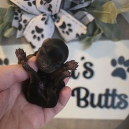 Oakley - Black and tan female Yorkshire Terrier puppy in Clermont, Florida from Bella's Prissy Butts