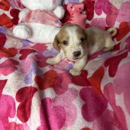 George - Piebald male Dachshund puppy in Lake City, Florida from My Ditzy Doxies of Florida