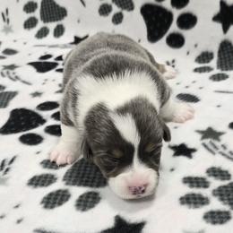 ARCHIE - Blue male Pembroke Welsh Corgi puppy in Walker, Iowa from Double K Corgis