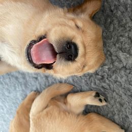 Boy 3 - Golden Retriever puppy in Otis Orchards, Washington from Sunlite Golden Retrievers