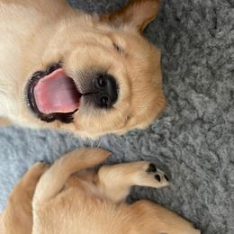 Boy 3 - Golden Retriever puppy in Otis Orchards, Washington from Sunlite Golden Retrievers