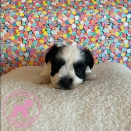 Miniature Schnauzer Puppies from JC Parti Schnauzers