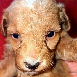 Girl 2 - Apricot female Goldendoodle puppy in Holly, Colorado from Vida’s Loving Doodles
