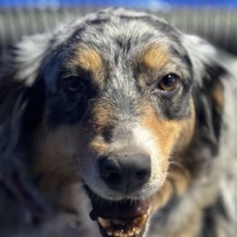 Mel - Australian Shepherd