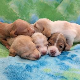 Dachshund Puppies from Ferrario Dachshunds