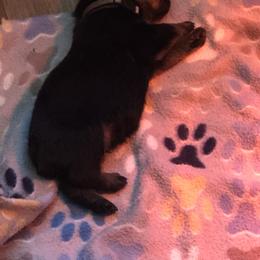 Grey collar - Black and mahogany male Rottweiler puppy in Hermitage, Tennessee from Morris Rottweilers