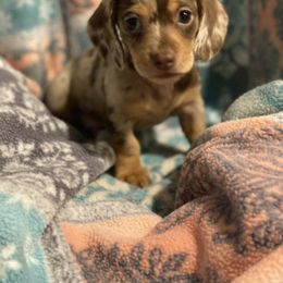 Dachshund Puppies from Haven Ridge Doxies
