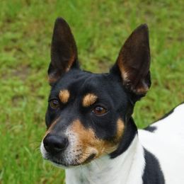 Mia - Rat Terrier