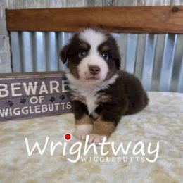 Lake - Red tri male Miniature Australian Shepherd puppy in Dowagiac, Michigan from Wrightway Wigglebutts