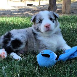 Border Collie Puppies from Team Reeves Ranch