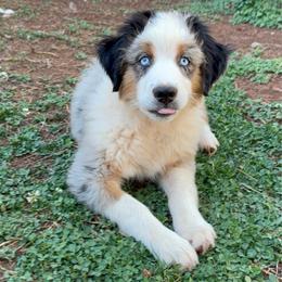Talen - Blue merle male Miniature Australian Shepherd puppy in Shingletown, California from Whiskeytown Aussies