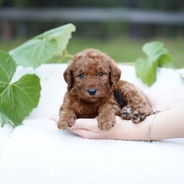 Black collar - Red  male Goldendoodle puppy in Spokane, Washington from Doodle Love
