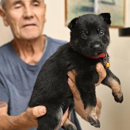 Red and Sliver Tag - Bi-color female German Shepherd puppy in Jersey City, New Jersey from Von Gonta Haus German Shepherds