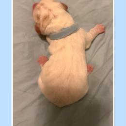 Light Blue collar Male - Lemon and white male Basset Hound puppy in Columbia, South Carolina from Pawmetto Hounds