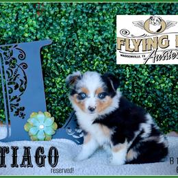 Santiago - Blue merle male Miniature Australian Shepherd puppy in Madisonville, Texas from Flying LL Aussies