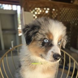 Big and bold in green - Blue merle male Australian Shepherd puppy in Cool, California from Foothill Aussies