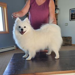 Nayla - American Eskimo Dog