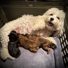 Goldendoodle puppies from Copper Kiss Doodles