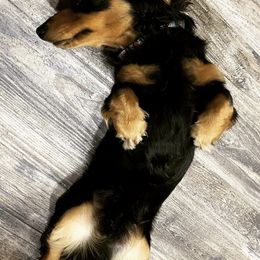 Dachshunds from Muddy Paws Doxies