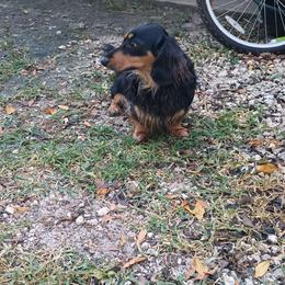 Louie - Dachshund