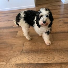 Bernedoodle and Poodle Puppies from Luck O the Doodle