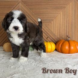 Brown boy - male Goldendoodle puppy in Modesto, California from Two Doods Doodles