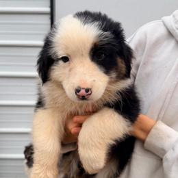 Dark green collar - Black tri-color male Australian Shepherd puppy in Grand Saline, Texas from Murphy Ranch Australian Shepherds