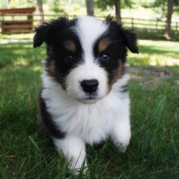 Australian Shepherd, Goldendoodle, and Poodle Puppies from 5AFarms