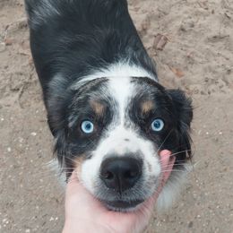 Luna - Australian Shepherd