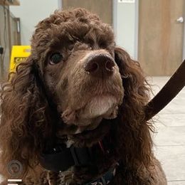 Goldendoodles from InclusiveK9