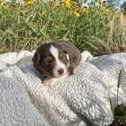 Australian Shepherd Puppies from Aussome Okie Aussies