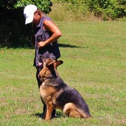 German Shepherd puppies from Von Kunstlerisch