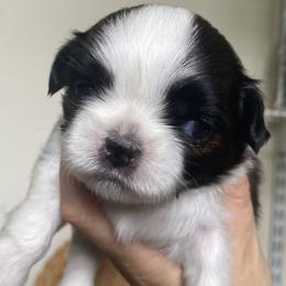John - Brindle and white male Shih Tzu puppy in Jasper, Georgia from Tiny Bubbles Shih Tzus