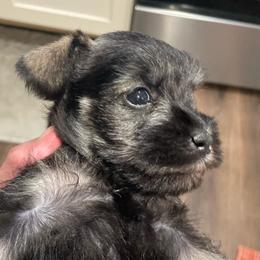 Tiptoe - Salt and pepper female Miniature Schnauzer puppy in Interlachen, Florida from Pam's Schnauzers